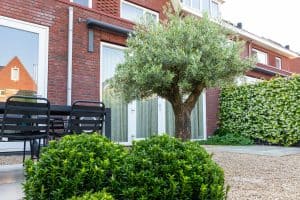 Moderne-gezinstuin-Bosman-Tuinadvies