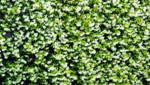 Moderne-gezinstuin-Bosman-Tuinadvies