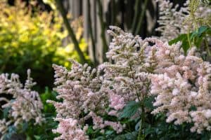Moderne-gezinstuin-Bosman-Tuinadvies