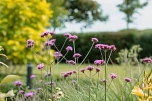 Landelijke tuin-Bosman-Tuinadvies