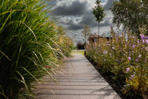 Landelijke tuin-Bosman-Tuinadvies