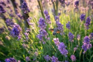 Onderhoudsvriendelijke-tuin-Bosman-Tuinadvies
