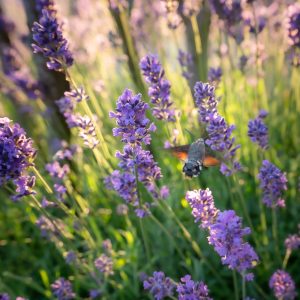Onderhoudsvriendelijke-tuin-Bosman-Tuinadvies