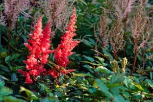 Sfeervolle-groene-tuin-Bosman-Tuinadvies