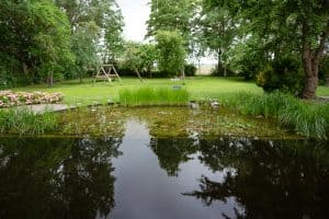 Natuurlijke-zwemvijver-Bosman-Tuinadvies