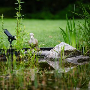 Natuurlijke-zwemvijver-Bosman-Tuinadvies