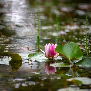 Natuurlijke-zwemvijver-Bosman-Tuinadvies